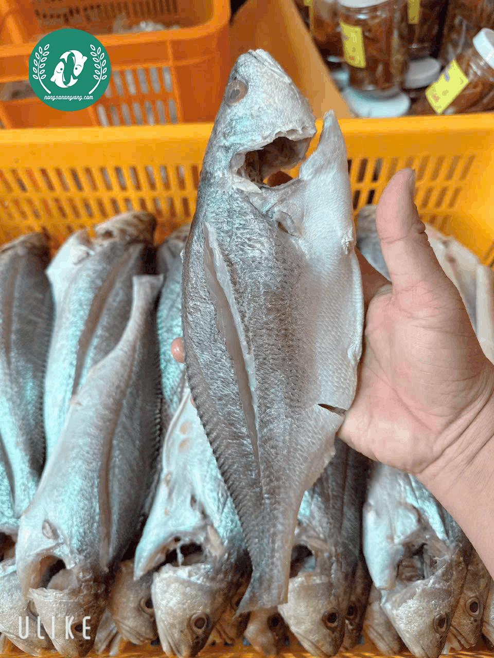 Khô Cá Sửu – Đặc Sản Mặn Mà, Mềm Bùi Của Vùng Châu Đốc Khô Cá Sửu – Đặc Sản Mặn Mà, Mềm Bùi Của Vùng Châu Đốc - Ảnh 1